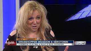 Serotonin may be driving Las Vegas grasshopper invasion [upl. by Omar58]