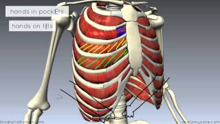 Muscles of the Thoracic Wall  3D Anatomy Tutorial [upl. by Krenek]