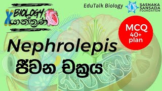 Nephrolepis ජීවන චක්‍රය  Nephrolepis Life Cycle  EduTalk Biology [upl. by Hcnarb451]