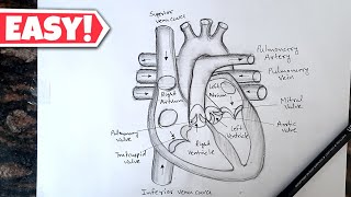 Human Heart Diagram Drawing with labelled  Class 10 Human Heart [upl. by Deden]