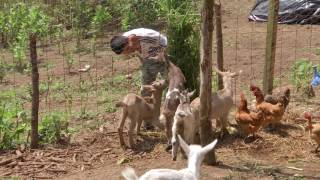 Veracruz Agropecuario  Gallinas en Rancho Chantico en Coatepec [upl. by Enailil]