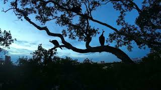 Peacocks in Coconut Grove Miami  FPV Drone Video filmed on DJI Avata [upl. by Allissa823]