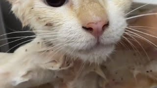 Easy Flea Removal for White Cats 3d vlog [upl. by Zenas]