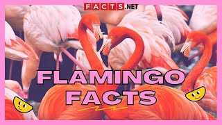 30 Strange Flamingo Facts That You Never Knew About [upl. by Fleisher424]