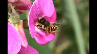 Lathyrusbij Megachile ericetorum vrouwtjes foeragerend op Lathryrus [upl. by Durning]