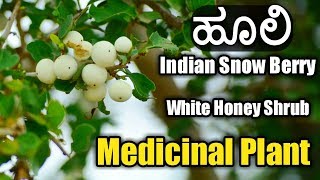 ಹೂಲಿ Indian Snow Berry  White Honey Shrub [upl. by Ilbert822]