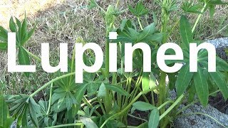 Lupinen pflege gießen düngen Standort vermehren überwintern schneiden Lupine Lupinus Wolfsbohne [upl. by Aira]