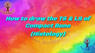 How to draw TS and LS of Compact Bone anatomy anatomyandphysiology bone histology [upl. by Aicina]