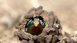 Rosechafer Potosia cuprea ecloses from pupa [upl. by Canada]