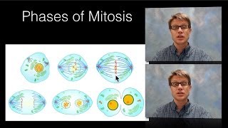 Phases of Mitosis [upl. by Yornek]