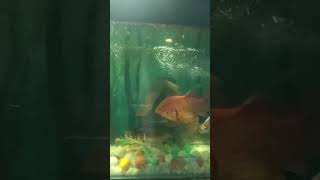 Goldfish setup setup shorts transition keşfet transitionchallenge funny [upl. by Eihtur]