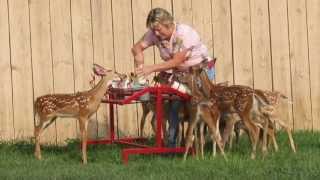 Blackhawk Farms Fawn Feeder [upl. by Behm]