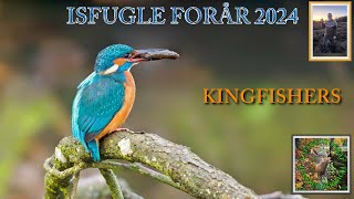 Isfugle forår 2024  Dansk naturfilmisfuglkingfisherforårisfuglevandløbetåennaturfotograf [upl. by Ynna]