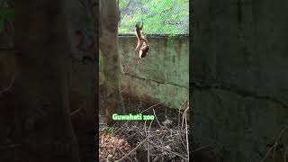 Guwahati zoo chatluba [upl. by Sumahs]