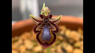 Ophyrs Vernixia Orchid in Bloom Bee Orchid [upl. by Maclay]