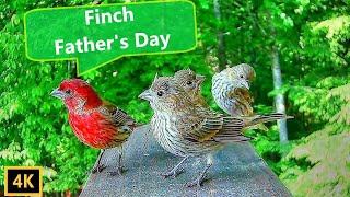 House Finch Calls  Father Finch Feeds Fledglings [upl. by Aihseya915]