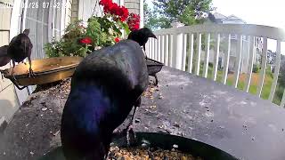 Daily Grackles being Grackles and visiting with a young one [upl. by Suk]