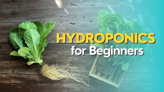 Hydroponics for Beginners [upl. by Olympe]