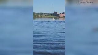 Whale spotted in Sheepscot River in Wiscasset [upl. by Yelsew]