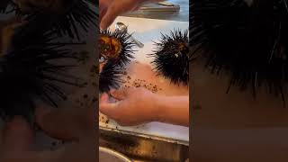 Worlds MOST DELICIOUS Food is INSIDE a Sea Urchin shorts youtubeshorts seafood [upl. by Tennek]