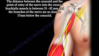 Scapula Coracoid Process Anatomy  Everything You Need To Know  Dr Nabil Ebraheim [upl. by Sayer152]