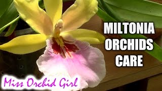 Orchid Care  Miltonia Orchids Basic Culture [upl. by Eelessej803]