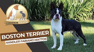 Boston Terrier  Handler Profissional Fabiano Mattos  Cinofilia Digital [upl. by Acile]