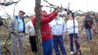 Pruning Grape Vine  High Cordon Trellis Part 3 [upl. by Josephson]