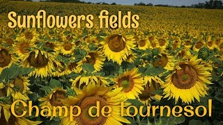 Champs de tournesols  Bourgogne  France [upl. by Llednyl]