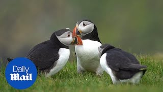 Puffins swoop in to land on a remote clifftop colony in Shetland [upl. by Quinta]