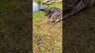 Encountering a Nile crocodile and this is the result crocodiles crocodilevideo crocodile [upl. by Ulla158]