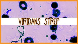 Viridans Streptococci S Mutans S Mitis S Sanguinis [upl. by Asiak413]