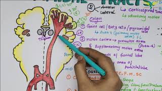 Corticospinal tracts Pyramidal Tracts Pathway Neurophysiology Super Easy Explanation [upl. by Latnahc]