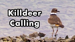 Killdeer Softly Calling Along The Water  Bird Call and Sounds [upl. by Brainard65]