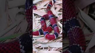 nature  snake  reptile  forest  beautiful scenery  relaxing clip  PT 2  EP 4  🐍🏞️🌄🤩😍🥰❤️💕 [upl. by Ehrenberg]