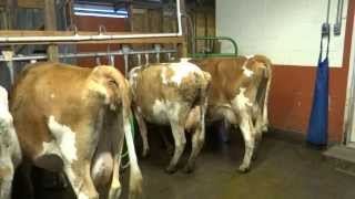 Old Silvana Creamery raw milk dairy Silvana Washington part 1 [upl. by Ayoted]