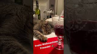 KATZE TRINKT WEIN REVEDTV INSTAGRAM STORY [upl. by Nenerb]