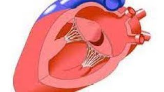 CARDIOTIPS PROLAPSO DE LA VALVULA MITRAL [upl. by Acirrej]