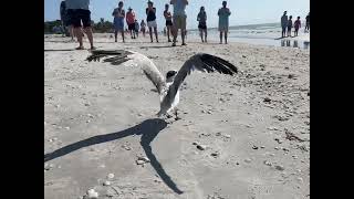 Royal Tern 22275 Release [upl. by Hillard]