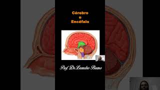 Cérebro e Encéfalo  Anatomia  Anatomia Humana [upl. by Claudette]