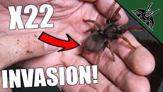 UNBOXING HUGE AMOUNT OF TARANTULAS [upl. by Shirl249]