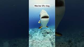 Marine Life Vlog  Circular Batfish short [upl. by Letitia]