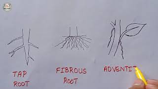 How to Draw Types of Root  Tap root Fibrous root Adventitious root Diagram  Biology Diagram [upl. by Octavus511]