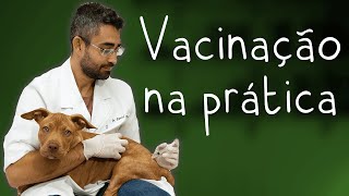 O que você precisa saber sobre vacinação em pets  Dica Veterinária 69 [upl. by Ehc213]