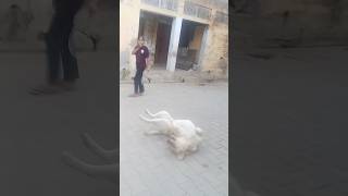 Funny nagin dance shortvideo doglover trending [upl. by Aynatahs]