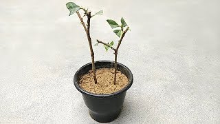 Easy way to grow gardenia from cuttings  Grow gandhraj from cuttings [upl. by Gnay832]