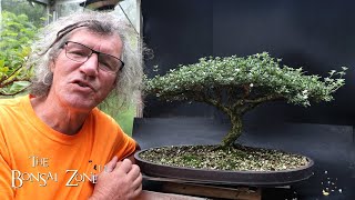 Preparing My Serissa for the Bonsai Shows Part 1 The Bonsai Zone Aug 2024 [upl. by Nissa]