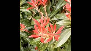 Pieris Forest Flame [upl. by Gianina]