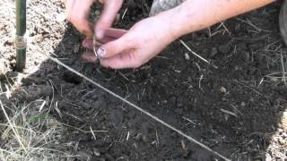 Planting Onions Sown From Seed  Claires Allotment Part 163 [upl. by Nidraj]