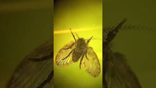 Psychodidae Sink Flies Drain Flies Sewer Gnats Filter Flies Live in Your Bathroom Kyiv Ukraine [upl. by Slavin]